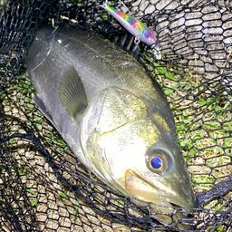 フッコ（マルスズキ）