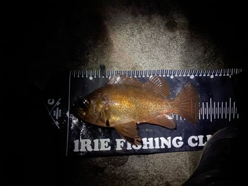 アカメバルの釣果