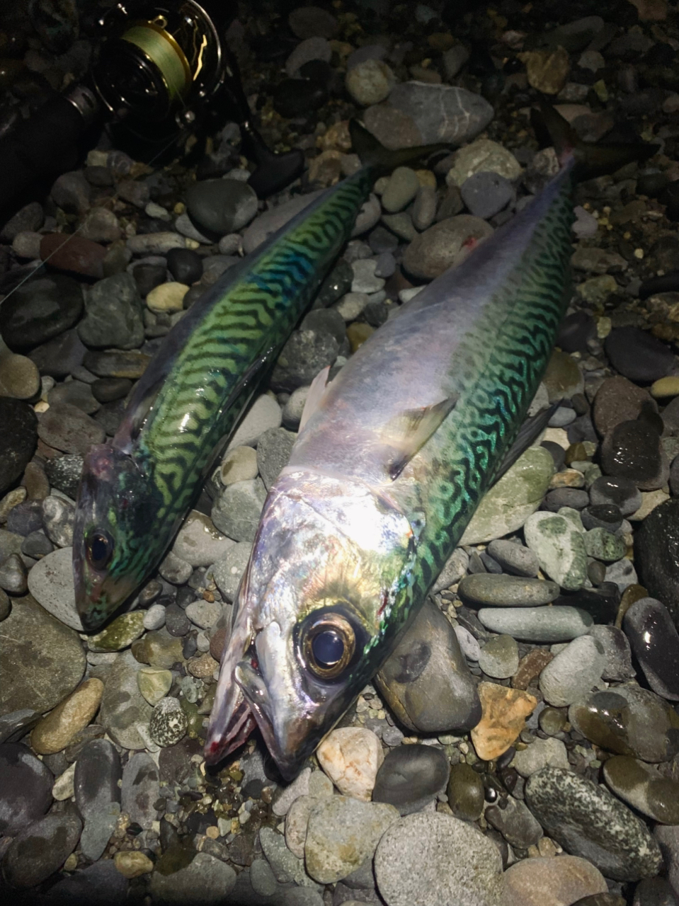 SHIMANO 19ソルティーアドバンス SHORE JIGGING S100MHの最安値