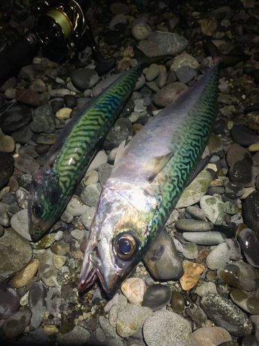 マサバの釣果
