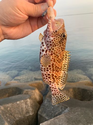 イシミーバイの釣果