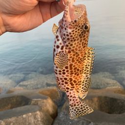 イシミーバイ