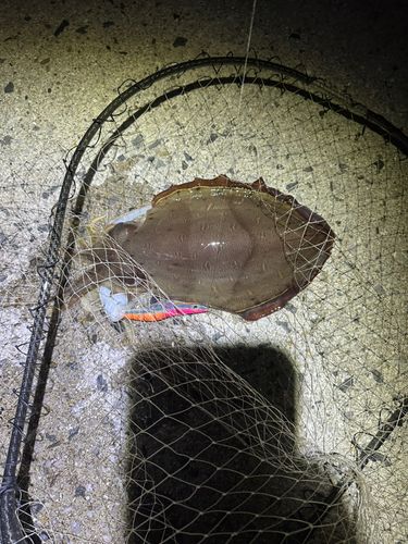 モンゴウイカの釣果