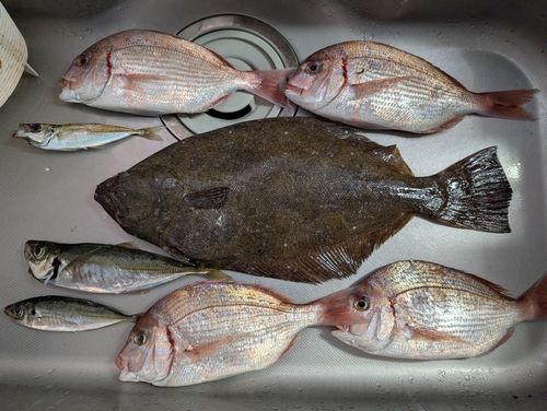 ヒラメの釣果
