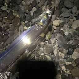 タチウオ