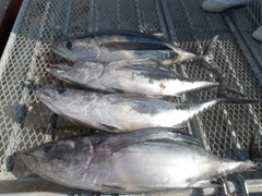 ビンチョウマグロの釣果