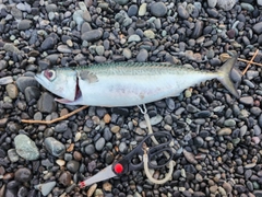 マサバの釣果