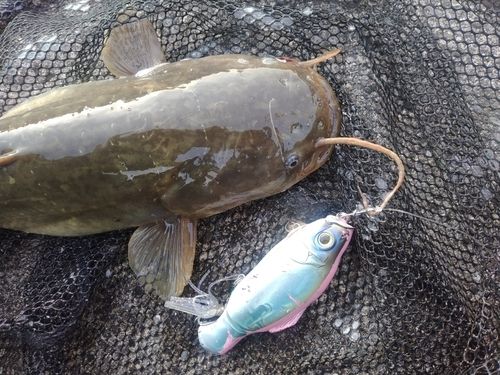 マナマズの釣果