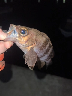 シロメバルの釣果