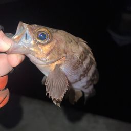 シロメバル