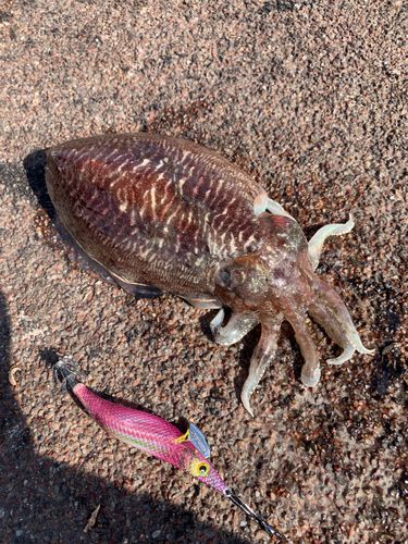 コウイカの釣果