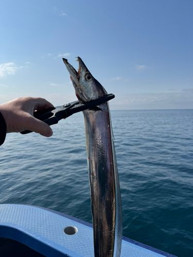 タチウオの釣果