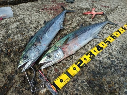 サワラの釣果