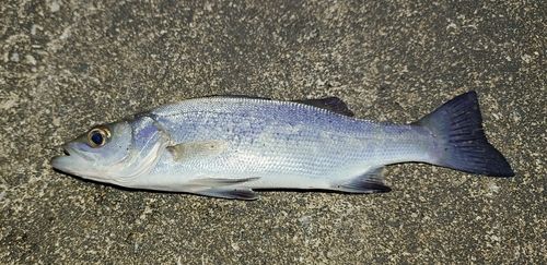 セイゴ（ヒラスズキ）の釣果