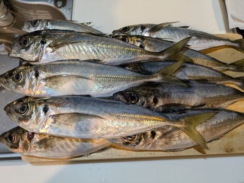 アジの釣果
