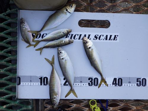 アジの釣果