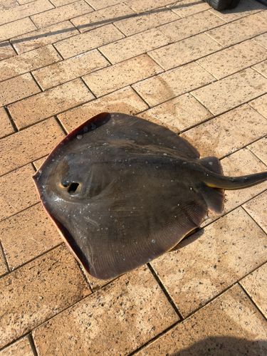 アカエイの釣果