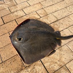 アカエイ