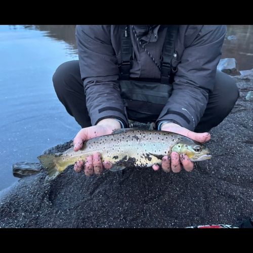 ブラウントラウトの釣果