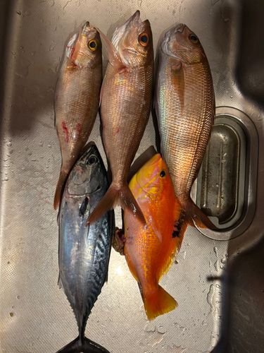 ホオアカクチビの釣果