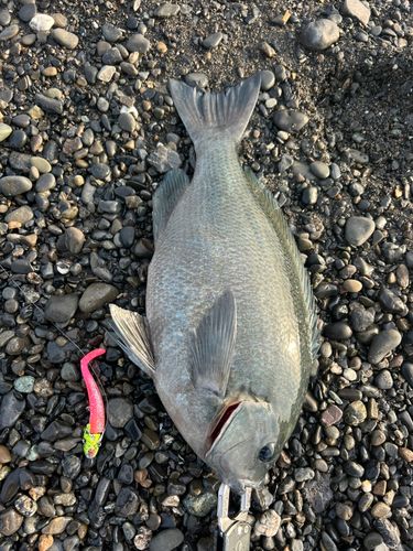 メジナの釣果