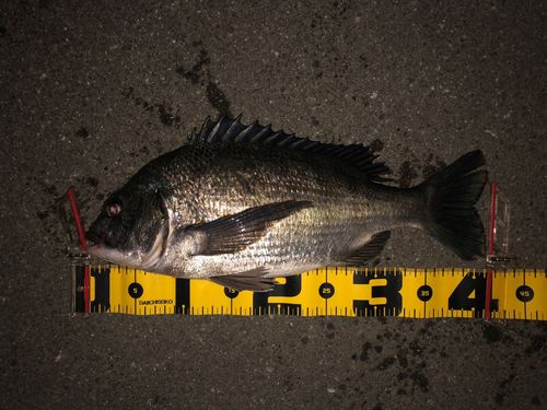 チヌの釣果