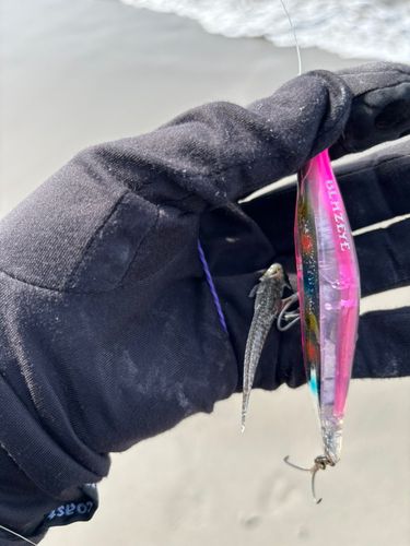 ネズミゴチの釣果