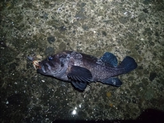 マゾイの釣果