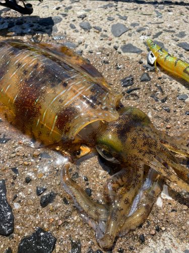 アオリイカの釣果