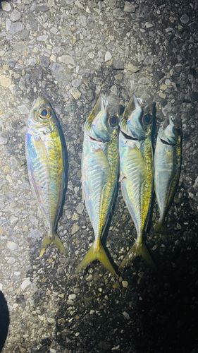 マアジの釣果