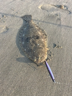 ヒラメの釣果