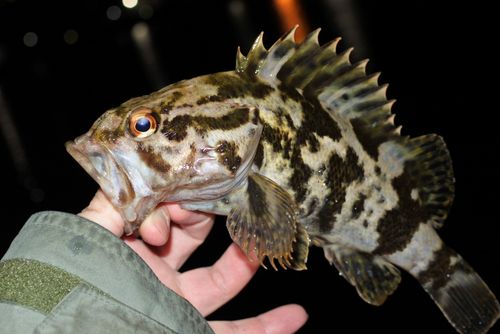 タケノコメバルの釣果