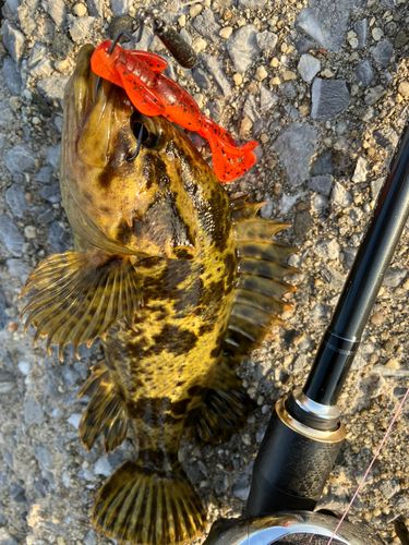 タケノコメバルの釣果