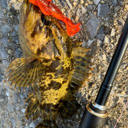 タケノコメバル