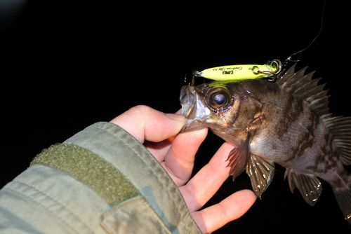 メバルの釣果