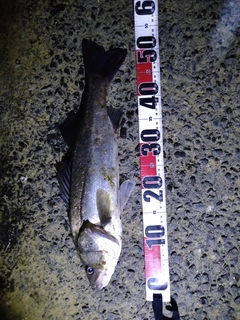 フッコ（マルスズキ）の釣果