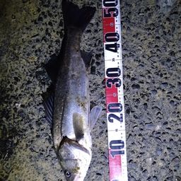 フッコ（マルスズキ）