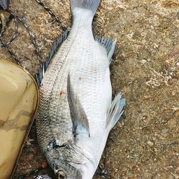 チヌ