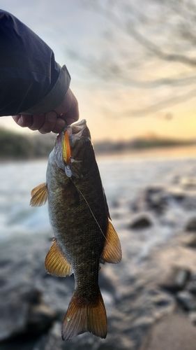 スモールマウスバスの釣果