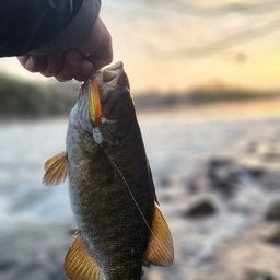 スモールマウスバス