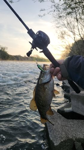 スモールマウスバスの釣果