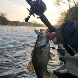 スモールマウスバス