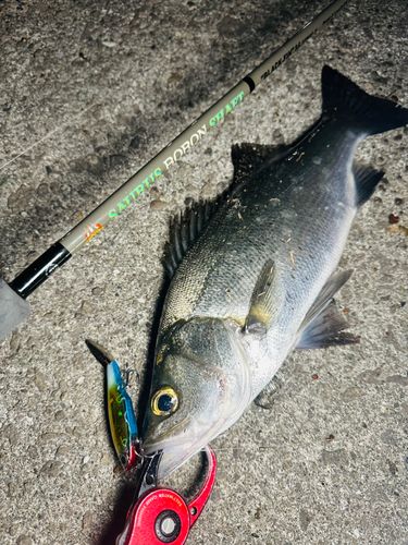 ヒラスズキの釣果