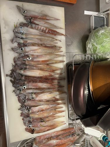 ヤリイカの釣果