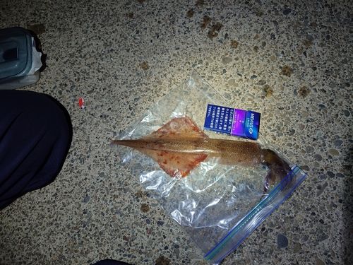 ヤリイカの釣果