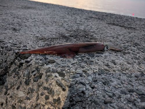 ヤリイカの釣果