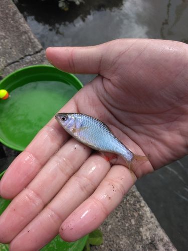ヤリタナゴの釣果