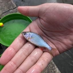 ヤリタナゴ