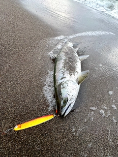 サクラマスの釣果