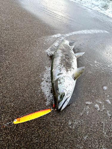 サクラマスの釣果